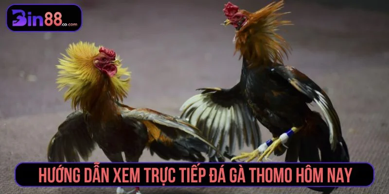 Cách xem trực tiếp đá gà Thomo