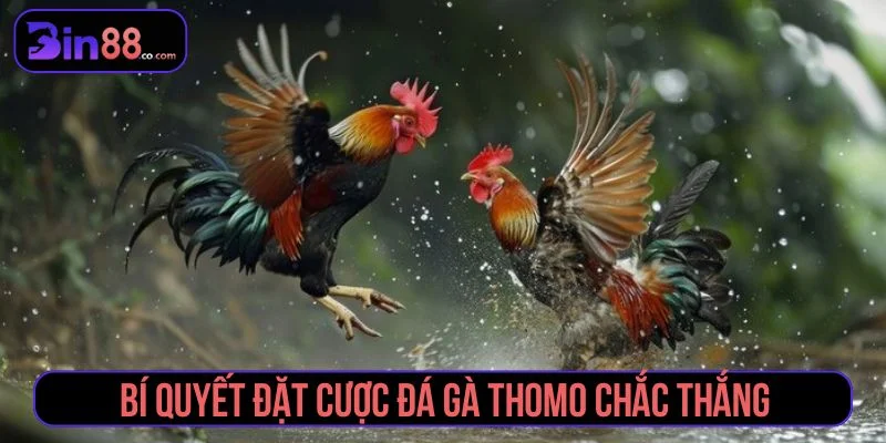 Lưu ý khi đọc kèo đá gà Thomo