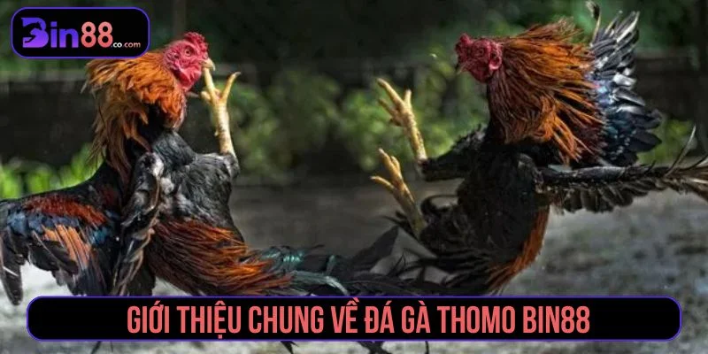 Tìm hiểu về đá gà Thomo trực tuyến