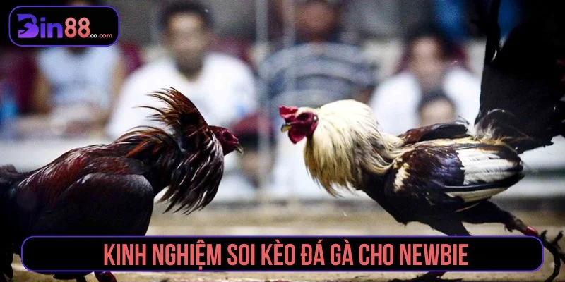 Kinh nghiệm soi kèo đá gà theo hướng an toàn