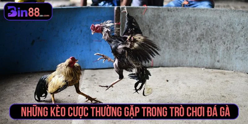 Các loại kèo cược đá gà phổ biến