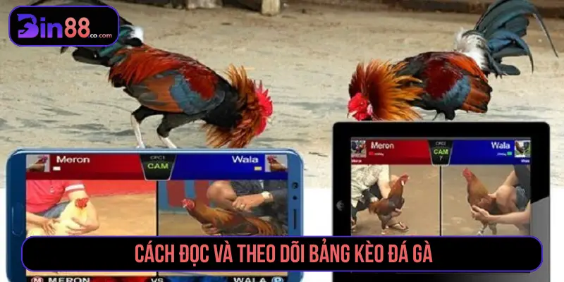 Cách đọc và theo dõi bảng kèo đá gà