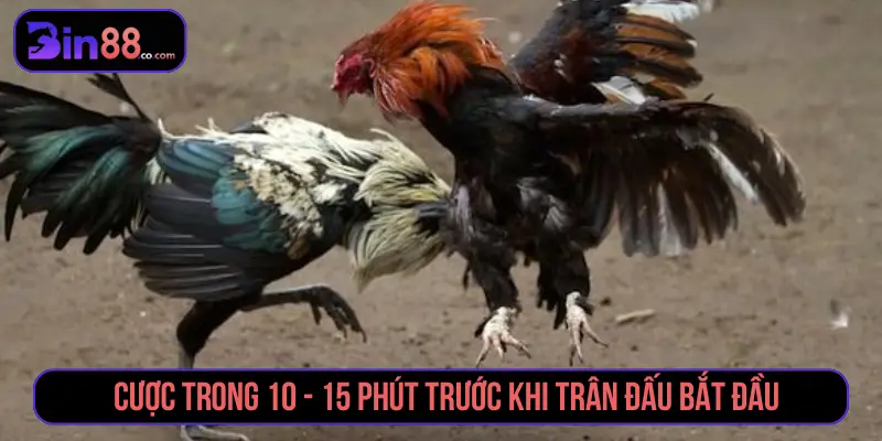 Theo dõi odds trước khi đặt cược đá gà